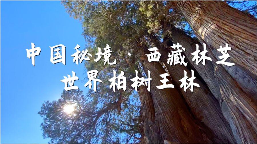 小猫钓鱼开船版最新版下载
